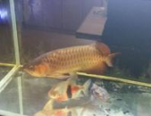 龙城观赏鱼论坛,水族爱好者交流的乐园与知识宝库”